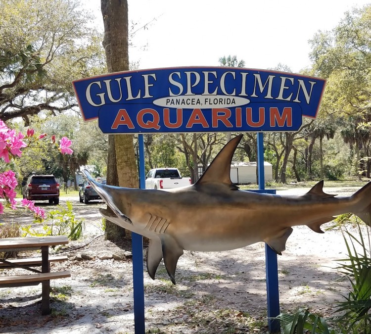 gulf-specimen-aquarium-photo